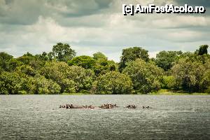 [P24] Familie de hippos in Zambezi » foto by christian26ro
 - 
<span class="allrVoted glyphicon glyphicon-heart hidden" id="av409283"></span>
<a class="m-l-10 hidden" id="sv409283" onclick="voting_Foto_DelVot(,409283,29229)" role="button">șterge vot <span class="glyphicon glyphicon-remove"></span></a>
<a id="v9409283" class=" c-red"  onclick="voting_Foto_SetVot(409283)" role="button"><span class="glyphicon glyphicon-heart-empty"></span> <b>LIKE</b> = Votează poza</a> <img class="hidden"  id="f409283W9" src="/imagini/loader.gif" border="0" /><span class="AjErrMes hidden" id="e409283ErM"></span>