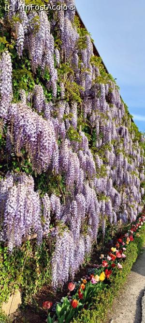 [P22] Un perete de glicinia. » foto by tata123 🔱
 - 
<span class="allrVoted glyphicon glyphicon-heart hidden" id="av1518874"></span>
<a class="m-l-10 hidden" id="sv1518874" onclick="voting_Foto_DelVot(,1518874,29235)" role="button">șterge vot <span class="glyphicon glyphicon-remove"></span></a>
<a id="v91518874" class=" c-red"  onclick="voting_Foto_SetVot(1518874)" role="button"><span class="glyphicon glyphicon-heart-empty"></span> <b>LIKE</b> = Votează poza</a> <img class="hidden"  id="f1518874W9" src="/imagini/loader.gif" border="0" /><span class="AjErrMes hidden" id="e1518874ErM"></span>