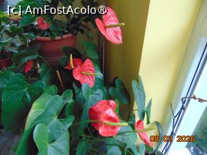 [P37] coltul cu flori de la etajul 1 » foto by Yolanda
 - 
<span class="allrVoted glyphicon glyphicon-heart hidden" id="av1518295"></span>
<a class="m-l-10 hidden" id="sv1518295" onclick="voting_Foto_DelVot(,1518295,29255)" role="button">șterge vot <span class="glyphicon glyphicon-remove"></span></a>
<a id="v91518295" class=" c-red"  onclick="voting_Foto_SetVot(1518295)" role="button"><span class="glyphicon glyphicon-heart-empty"></span> <b>LIKE</b> = Votează poza</a> <img class="hidden"  id="f1518295W9" src="/imagini/loader.gif" border="0" /><span class="AjErrMes hidden" id="e1518295ErM"></span>