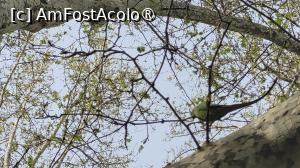 [P11] Papagali în grădina de la Alex Place, Roma » foto by vlado2
 - 
<span class="allrVoted glyphicon glyphicon-heart hidden" id="av1519881"></span>
<a class="m-l-10 hidden" id="sv1519881" onclick="voting_Foto_DelVot(,1519881,29268)" role="button">șterge vot <span class="glyphicon glyphicon-remove"></span></a>
<a id="v91519881" class=" c-red"  onclick="voting_Foto_SetVot(1519881)" role="button"><span class="glyphicon glyphicon-heart-empty"></span> <b>LIKE</b> = Votează poza</a> <img class="hidden"  id="f1519881W9" src="/imagini/loader.gif" border="0" /><span class="AjErrMes hidden" id="e1519881ErM"></span>