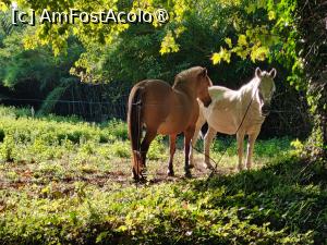 [P45] Din nou căluții vecinilor » foto by crismis
 - 
<span class="allrVoted glyphicon glyphicon-heart hidden" id="av1522473"></span>
<a class="m-l-10 hidden" id="sv1522473" onclick="voting_Foto_DelVot(,1522473,29284)" role="button">șterge vot <span class="glyphicon glyphicon-remove"></span></a>
<a id="v91522473" class=" c-red"  onclick="voting_Foto_SetVot(1522473)" role="button"><span class="glyphicon glyphicon-heart-empty"></span> <b>LIKE</b> = Votează poza</a> <img class="hidden"  id="f1522473W9" src="/imagini/loader.gif" border="0" /><span class="AjErrMes hidden" id="e1522473ErM"></span>