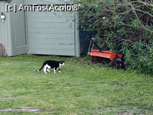 [P50] Una dintre pisicile casei » foto by crismis
 - 
<span class="allrVoted glyphicon glyphicon-heart hidden" id="av1522478"></span>
<a class="m-l-10 hidden" id="sv1522478" onclick="voting_Foto_DelVot(,1522478,29284)" role="button">șterge vot <span class="glyphicon glyphicon-remove"></span></a>
<a id="v91522478" class=" c-red"  onclick="voting_Foto_SetVot(1522478)" role="button"><span class="glyphicon glyphicon-heart-empty"></span> <b>LIKE</b> = Votează poza</a> <img class="hidden"  id="f1522478W9" src="/imagini/loader.gif" border="0" /><span class="AjErrMes hidden" id="e1522478ErM"></span>