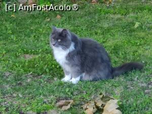 [P52] Altă pisică a casei » foto by crismis
 - 
<span class="allrVoted glyphicon glyphicon-heart hidden" id="av1522480"></span>
<a class="m-l-10 hidden" id="sv1522480" onclick="voting_Foto_DelVot(,1522480,29284)" role="button">șterge vot <span class="glyphicon glyphicon-remove"></span></a>
<a id="v91522480" class=" c-red"  onclick="voting_Foto_SetVot(1522480)" role="button"><span class="glyphicon glyphicon-heart-empty"></span> <b>LIKE</b> = Votează poza</a> <img class="hidden"  id="f1522480W9" src="/imagini/loader.gif" border="0" /><span class="AjErrMes hidden" id="e1522480ErM"></span>
