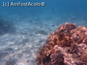 [P05] Coral » foto by dop.tirbuson
 - 
<span class="allrVoted glyphicon glyphicon-heart hidden" id="av1529647"></span>
<a class="m-l-10 hidden" id="sv1529647" onclick="voting_Foto_DelVot(,1529647,29335)" role="button">șterge vot <span class="glyphicon glyphicon-remove"></span></a>
<a id="v91529647" class=" c-red"  onclick="voting_Foto_SetVot(1529647)" role="button"><span class="glyphicon glyphicon-heart-empty"></span> <b>LIKE</b> = Votează poza</a> <img class="hidden"  id="f1529647W9" src="/imagini/loader.gif" border="0" /><span class="AjErrMes hidden" id="e1529647ErM"></span>