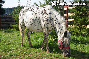 fotografii din vacanta la Pensiunea Găinuşa de Munte